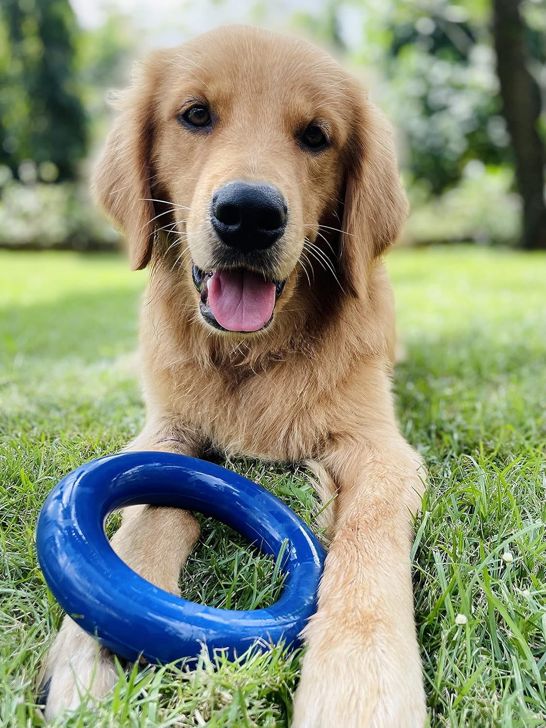 Superchewy Tough Dog Ring Toy | Lifetime Replacement | Strong Natural Rubber | Chew Toys for Aggressive Chewers | Durable Tug Play | Strong Dog Ring Toy | Large Breed Tested