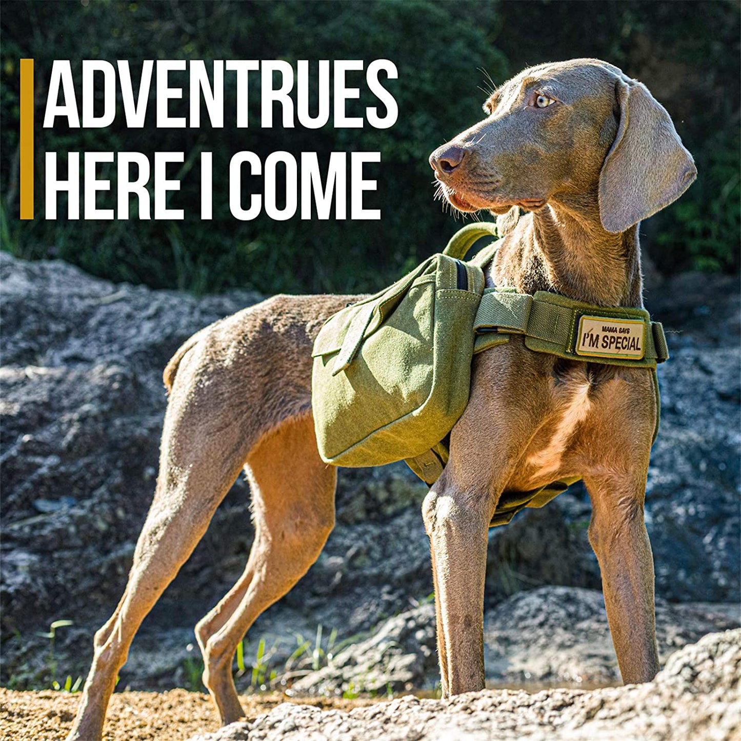 Dog Pack Hound Travel Camping Hiking Backpack Saddle Bag Rucksack for Medium & Large Dog (Ranger Green, Large)