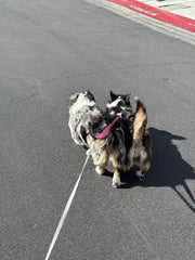 James L. – Trail Dad with Two Dogs