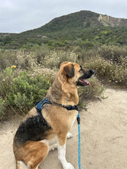 Benjamin S. – Backpacker