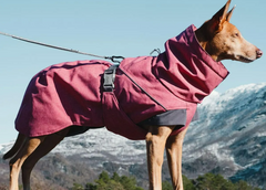 Ethan C. – Nature Photographer & Dog Dad