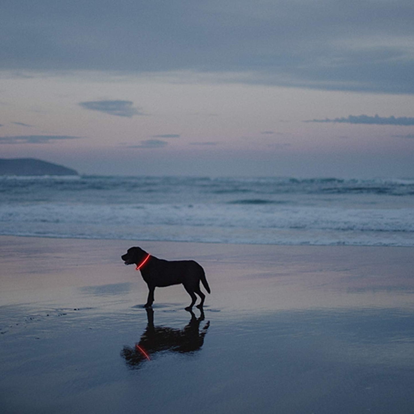 2-Pack LED Dog Collar, Light up Dog Collars,Rechargeable Dog Lights for Night Walking，Universal, Reusable Safety Necklace for Small Medium Large Dogs Red&Pink