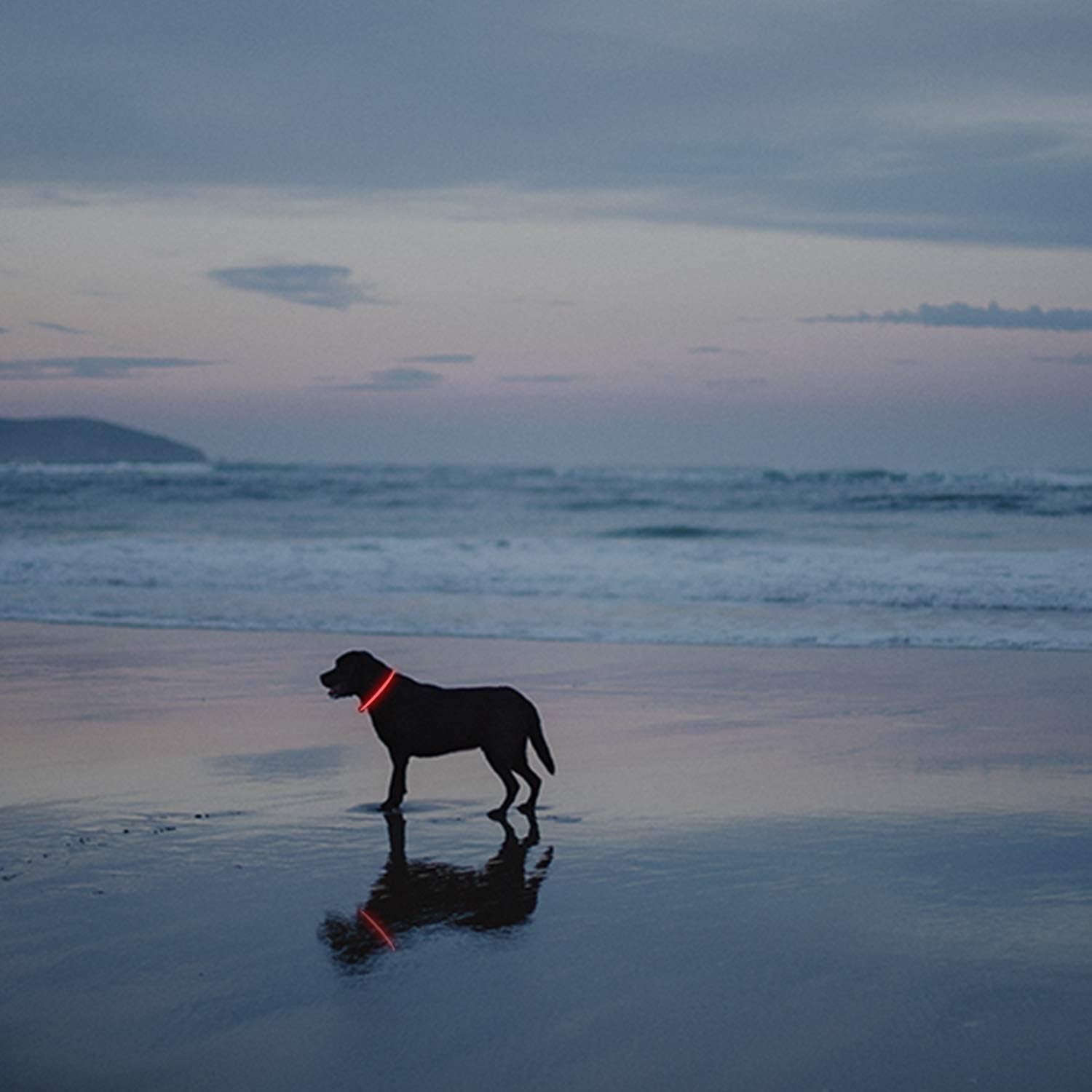 2-Pack LED Dog Collar, Light up Dog Collars,Rechargeable Dog Lights for Night Walking，Universal, Reusable Safety Necklace for Small Medium Large Dogs Red&Pink